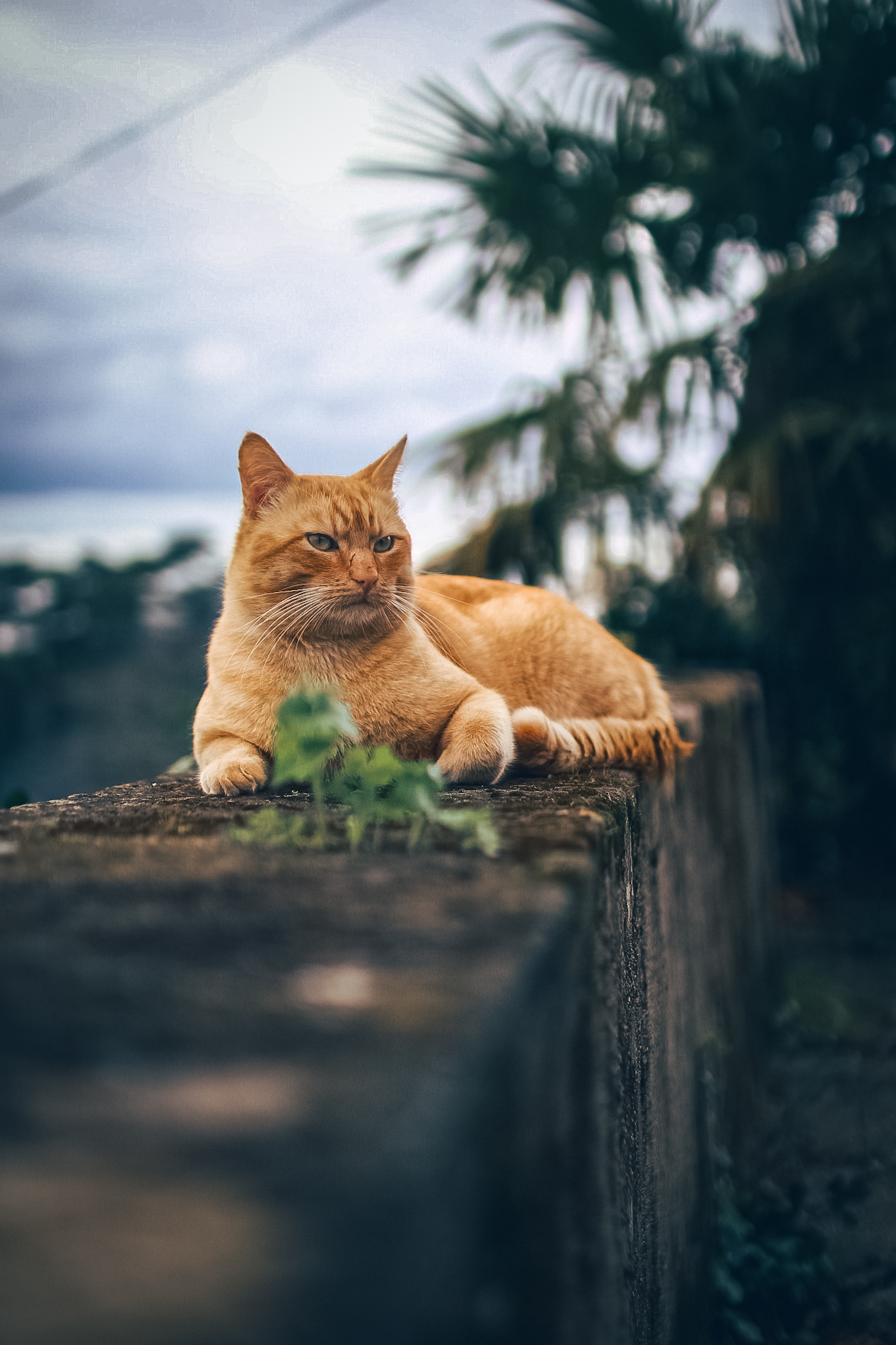 Produit naturel vétérinaire pour soigner son chat