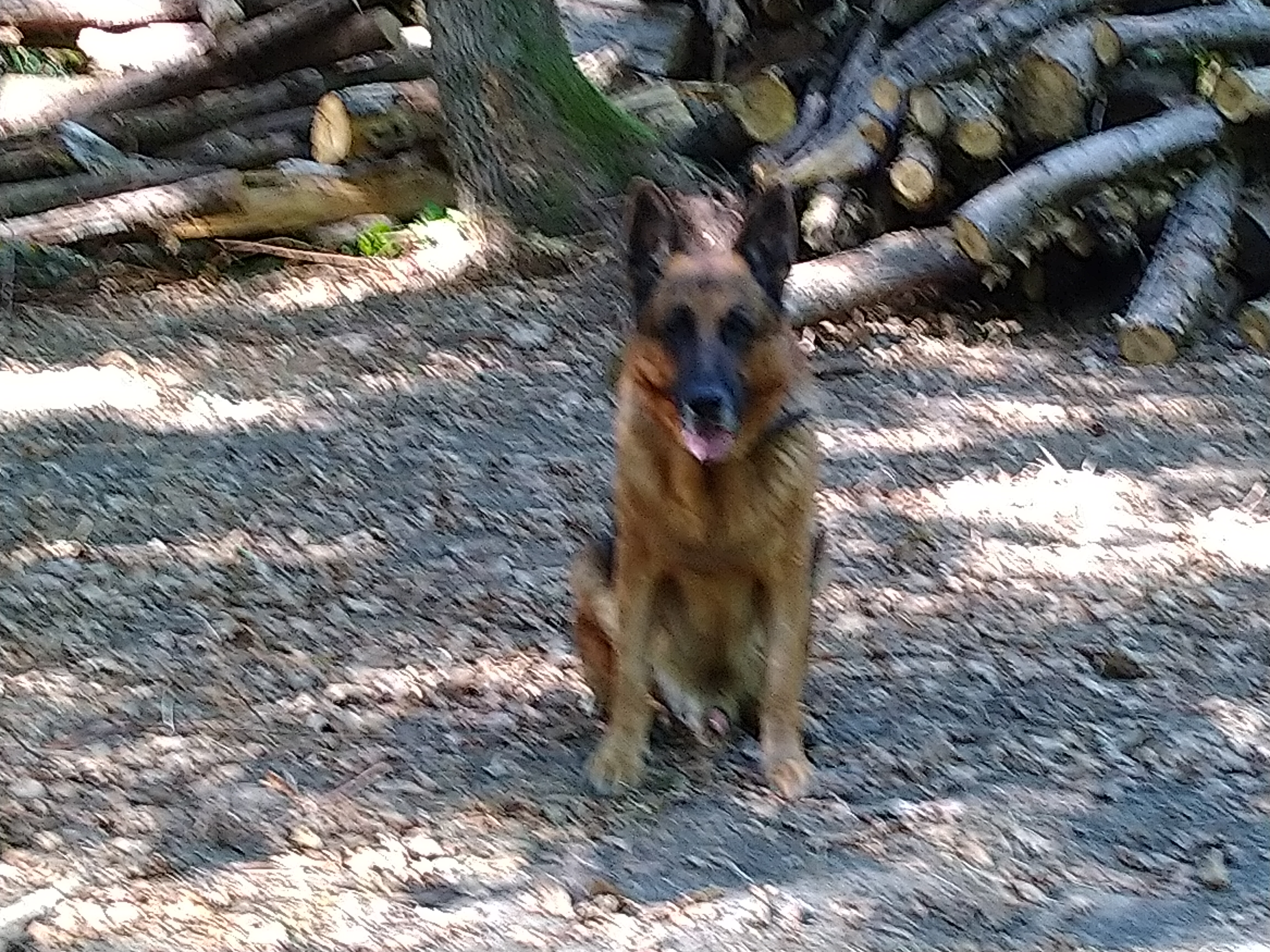 chien soigner naturellement avis labo demeter