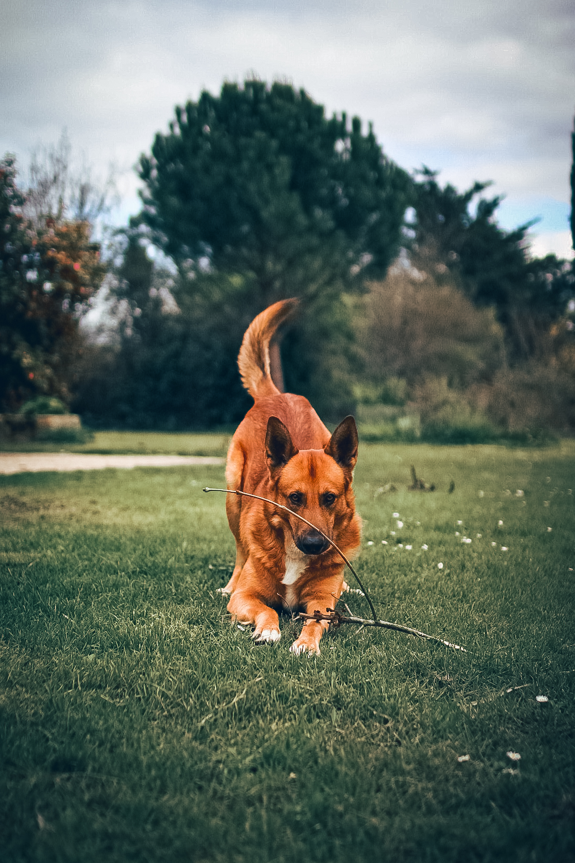 produits naturels vétérinaires pour soigner son chien