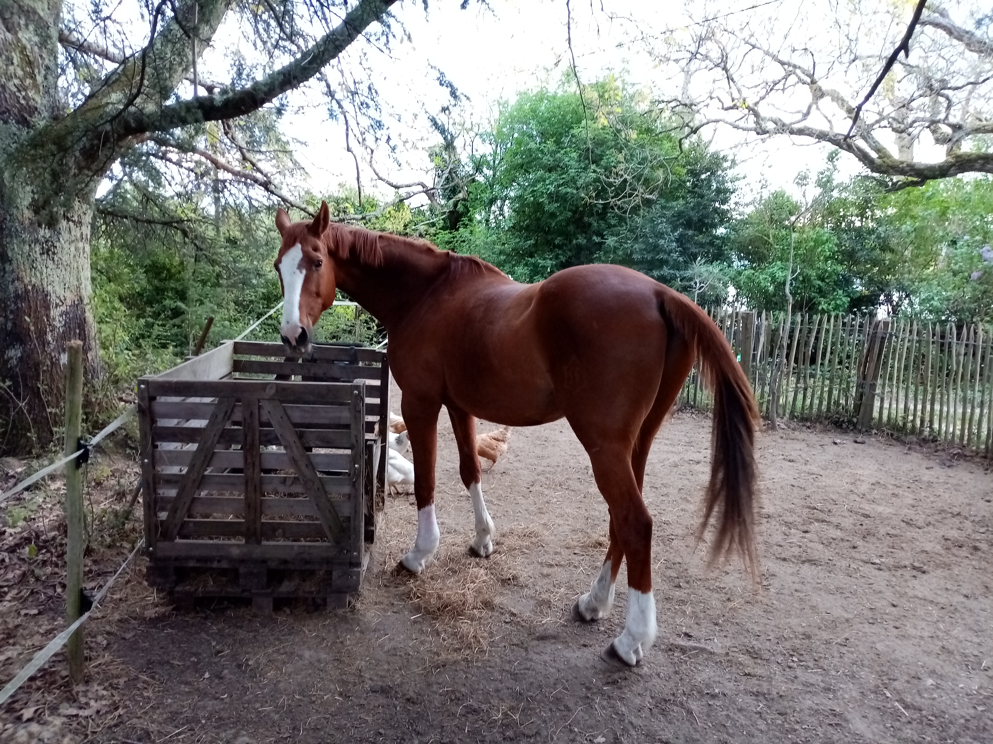 témoignage produit pour tendinite cheval